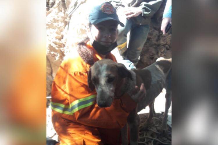 Apesar de bastante magro, o pet não estava ferido Apesar de bastante magro, o pet não estava ferido