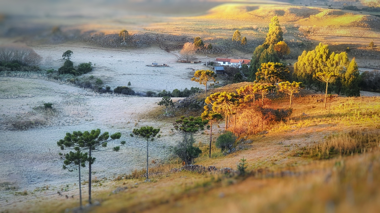 O pinhão, semente das araucárias, é usado como ingrediente principal nos pratos típicos da região, e são comumente preparados no inverno. O pinhão, semente das araucárias, é usado como ingrediente principal nos pratos típicos da região, e são comumente preparados no inverno.