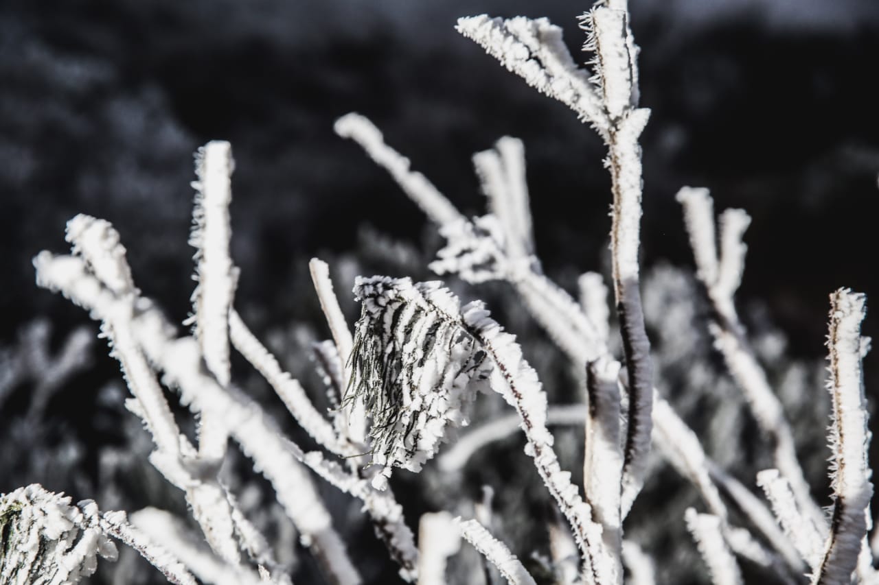 A vegetação apresentou acúmulo de gelo, o chama sincelo Diorgenes Pandini