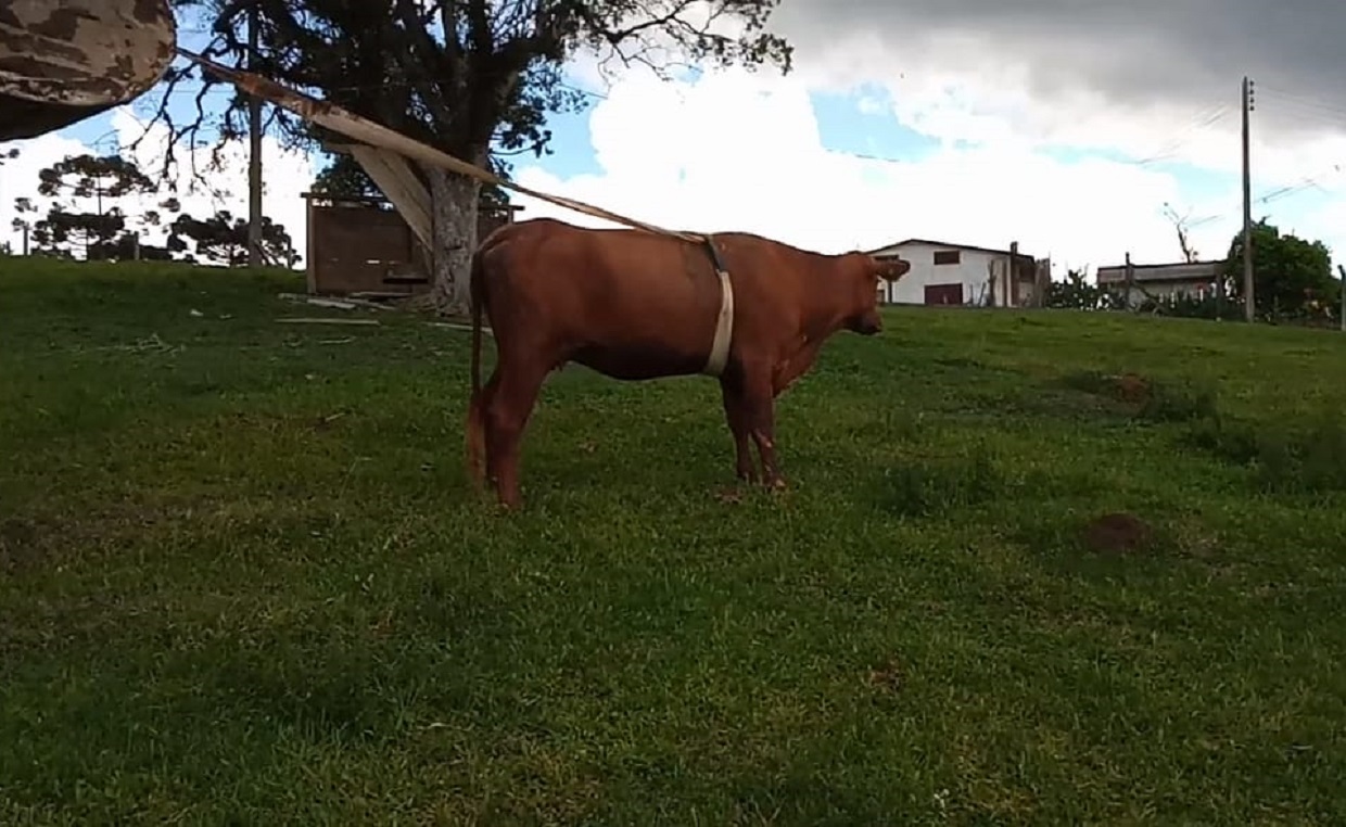 Vaca após ser resgatada do poço em Campo Alegre Vaca após ser resgatada do poço em Campo Alegre