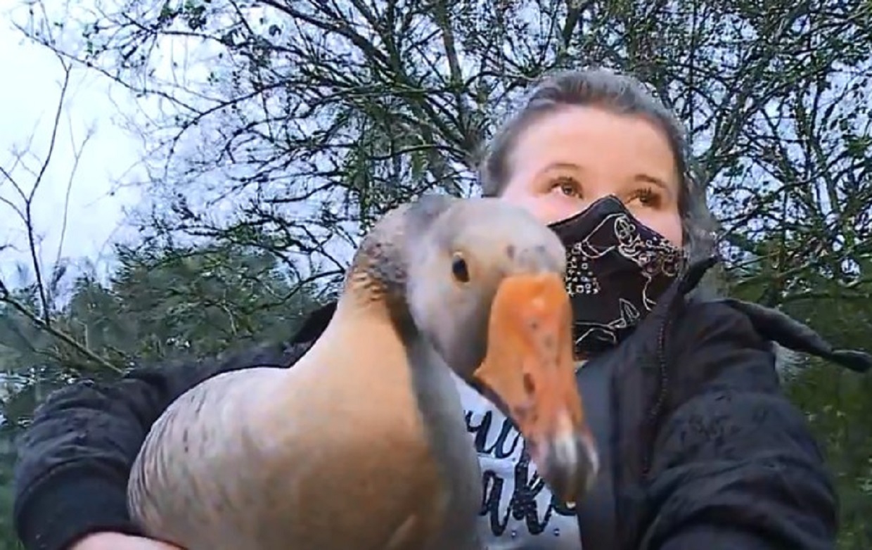 Valentine com um dos gansos Valentine com um dos gansos